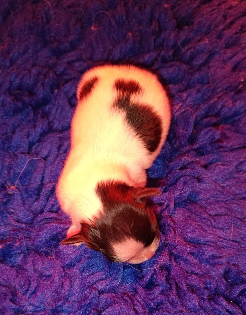 De La Nuit Des Papillons - Chiot disponible  - Epagneul nain Continental (Papillon)