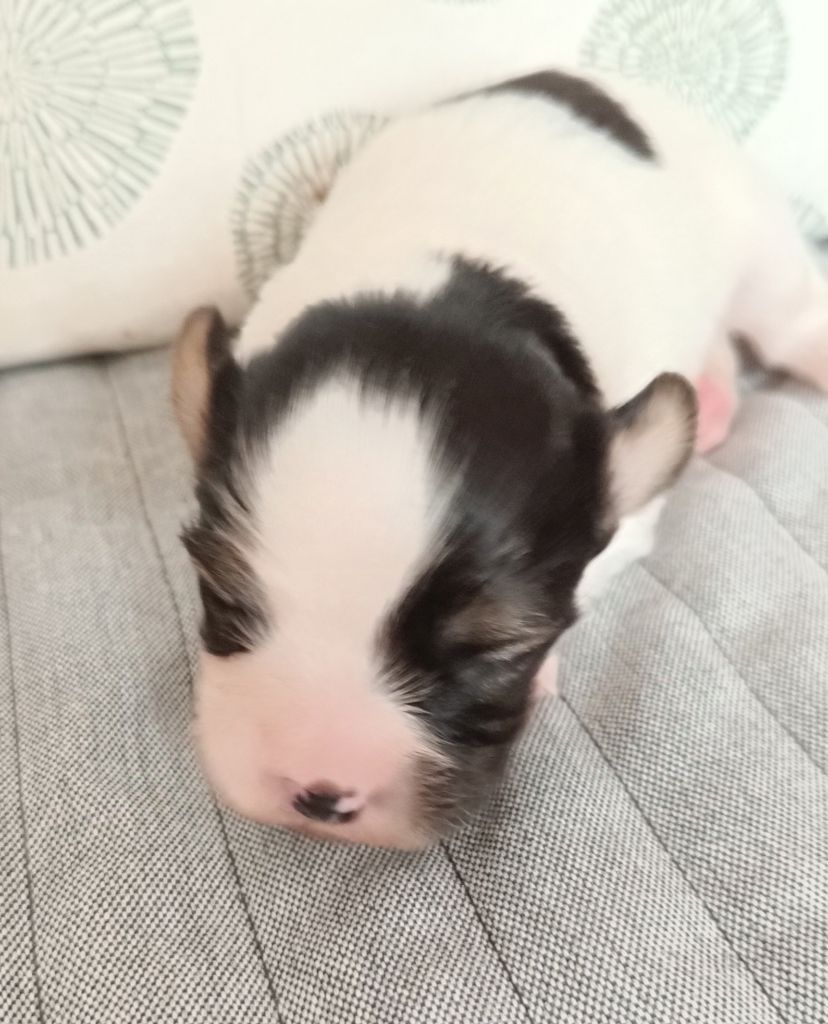 De La Nuit Des Papillons - Chiot disponible  - Epagneul nain Continental (Papillon)