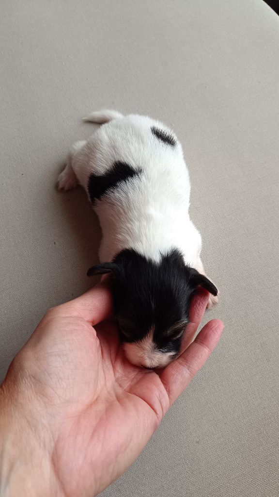 De La Nuit Des Papillons - Chiot disponible  - Epagneul nain Continental (Papillon)