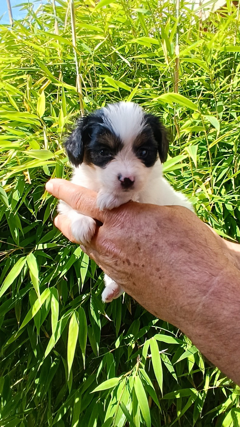 De La Nuit Des Papillons - Chiots disponibles - Epagneul nain Continental (Papillon)