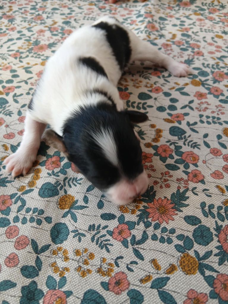 De La Nuit Des Papillons - Chiots disponibles - Epagneul nain Continental (Papillon)
