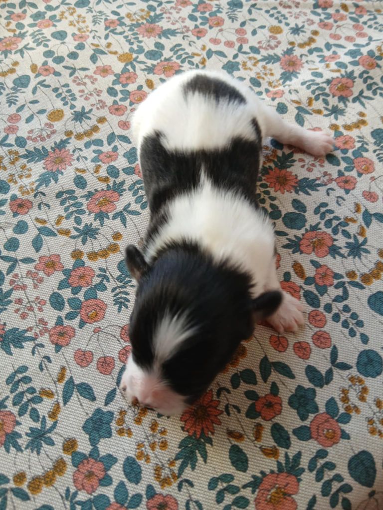 De La Nuit Des Papillons - Chiots disponibles - Epagneul nain Continental (Papillon)