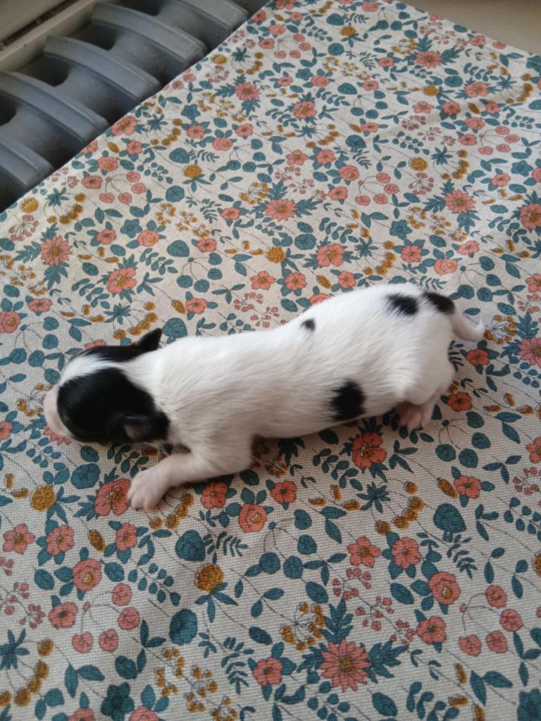 De La Nuit Des Papillons - Chiots disponibles - Epagneul nain Continental (Papillon)