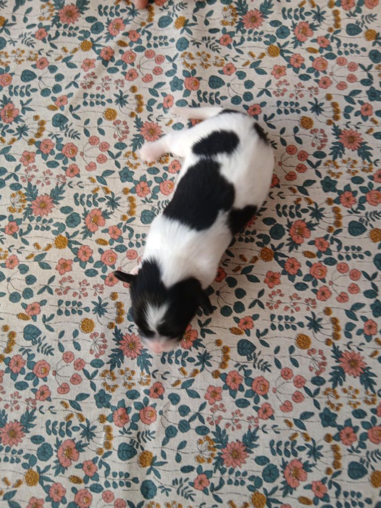 De La Nuit Des Papillons - Chiots disponibles - Epagneul nain Continental (Papillon)