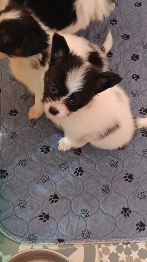 De La Nuit Des Papillons - Chiots disponibles - Epagneul nain Continental (Papillon)