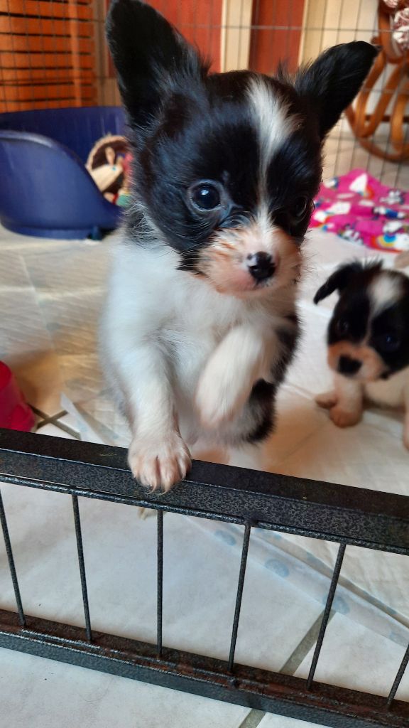 De La Nuit Des Papillons - Epagneul nain Continental (Papillon) - Portée née le 09/06/2023